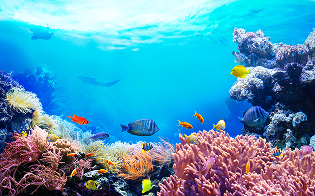 8 DE JUNHO - DIA MUNDIAL DOS OCEANOS
