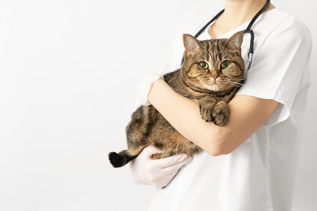 AUDITORIA À ORDEM DOS MÉDICOS VETERINÁRIOS, GERÊNCIA 2020:  JUÍZO FAVORÁVEL COM RECOMENDAÇÕES